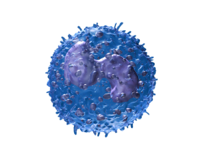 BASOPHIL