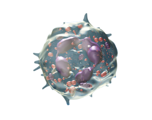 NEUTROPHIL